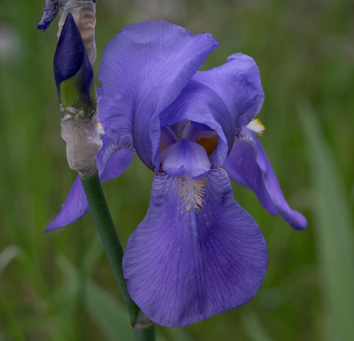 Blüte